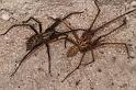 Tegenaria_atrica_D8287_Z_90_Les Gris_Frankrijk